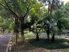 -五缘湾湿地公园