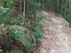 -乞力马扎罗山