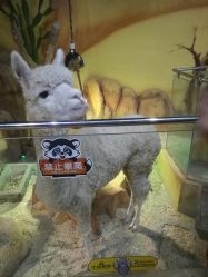 -未来动物城主题公园(正弘城店)