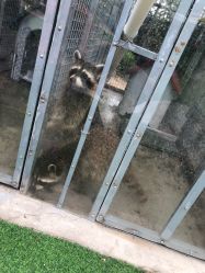 -萌宠亲子动物乐园(槐房万达店)