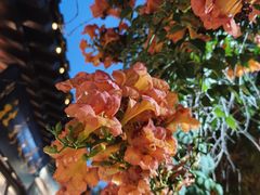 -百花洲