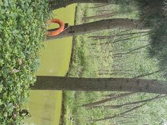 -合肥滨湖国家森林公园