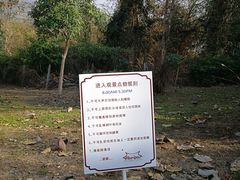 -大树秋千