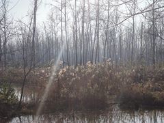 -合肥滨湖国家森林公园