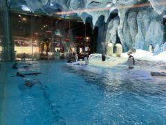 -帝企鹅自助餐厅•儿童岛•真企鹅(长隆企鹅酒店)