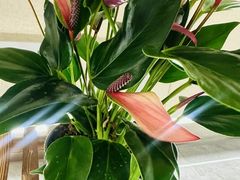 -双季花艺园艺市场(浦东店)