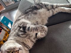 -瑞派宠物医院·犬猫全科·猫友好(宾水西道店)