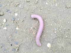 -北海金海湾红树林生态旅游区