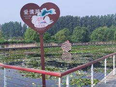-微山湖红荷湿地景区
