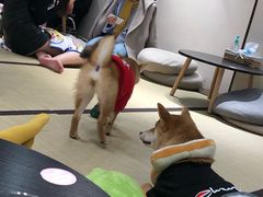 -逗柴咖啡屋·狗咖猫咖宠物桌游