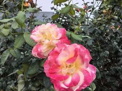 -人民公园(罗湖区)