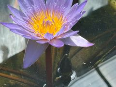 -北京植物园-展览温室