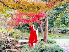 -秋霞圃