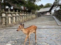 -奈良公园