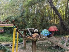 -广州长隆野生动物世界