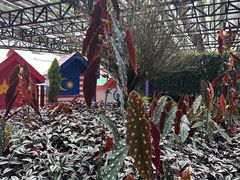 -金马仑薰衣草花园(Cameron Lavender)