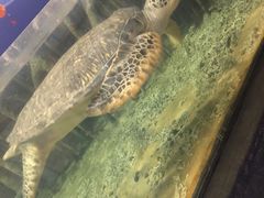 -苏州海洋馆