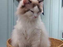 -安格丽娜·狗咖·猫咖羊驼咖(春熙路百盛商场店)