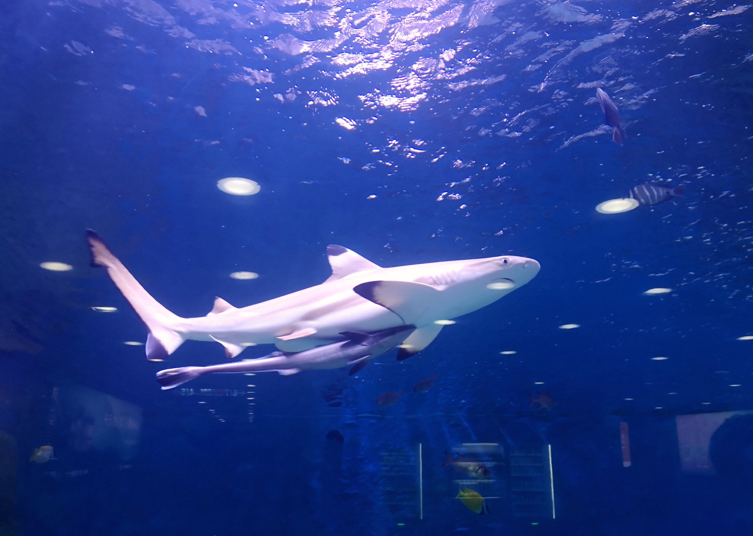 0元玩转这座城大鲨鱼