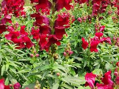 -天适樱花悠乐园