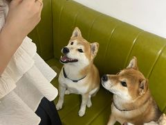 -是阿柴呀！柴犬咖啡·爱喵喵猫咖