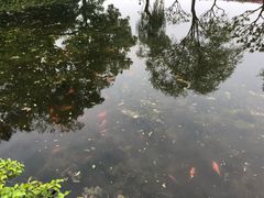 -西湖外事游船(花港观鱼码头)