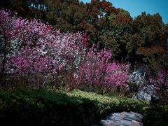 -南汇桃花村