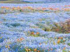 -上海滨江森林公园