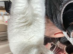 -秀猫阁·猫咪花园(万达店)