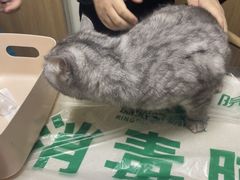 -瑞派宠物医院·24h·骨外科·皮肤科·全科宠物医疗转诊中心(沈阳浑南院)