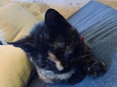 大堂-Sirena海妖日咖夜酒