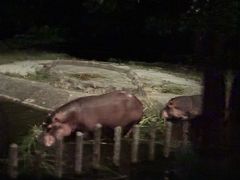 -夜间野生动物园