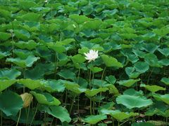 -莲花池公园