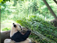 -都江堰中华大熊猫苑