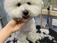 -八公叔叔宠物美容连锁(春申店)