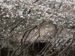 -白塘生态植物园