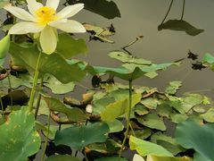 -五缘湾湿地公园