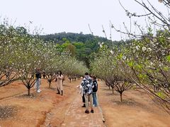 -南国桃园旅游度假区