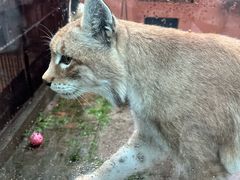 -青藏高原野生动物园