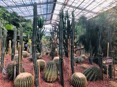 -呀路古热带植物园