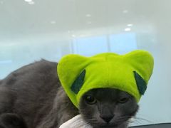 -爱洗澡的猫(望京店)