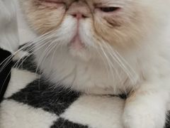 -怪兽屋·羊驼·猫咖·狗咖(俊华广场店)