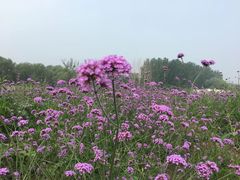 -北京东方普罗旺斯薰衣草庄园