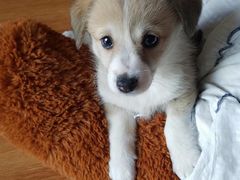 -瑞鹏宠物医院·爱宠堂·骨外专科(西荷分院)