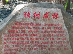 -瑞丽独树成林风景区