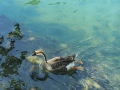 -靖西鹅泉风景区