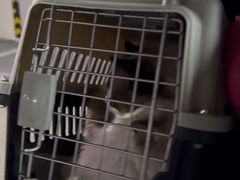 -BABIT巴比特宠物(MOMOPARK店)