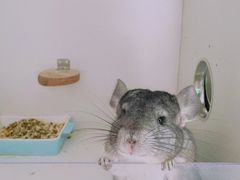 -龙猫仔乐园(惠福东路店)