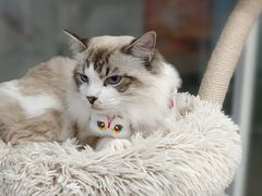 -爱洗澡的猫(天河路店)