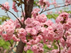 -天适樱花悠乐园